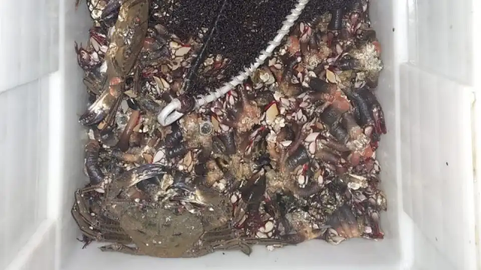 Apreendidos quase 60kg de pescado, incluindo percebe e polvo em Matosinhos