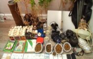 Homem identificado por cultivo de produtos estupefacientes em Ponte de Lima
