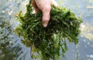 Planta invasora em “grande escala” no rio Minho bloqueia pescas