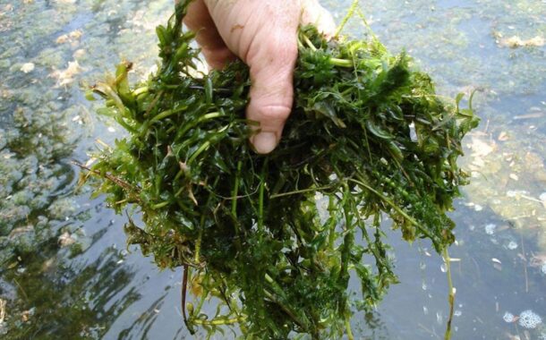 Planta invasora em “grande escala” no rio Minho bloqueia pescas