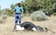 José Manuel Fernandes reforça com 2,5 milhões de euros sistema de recolha de cadáveres de animais