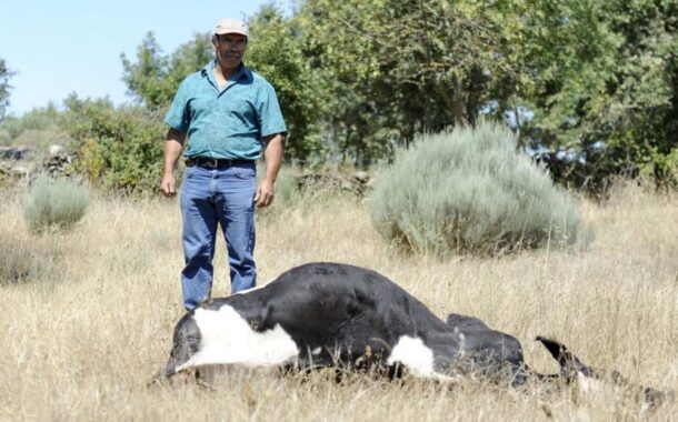 José Manuel Fernandes reforça com 2,5 milhões de euros sistema de recolha de cadáveres de animais