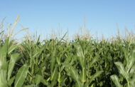 José Manuel Fernandes anuncia “aumento brutal” nos apoios aos jovens agricultores