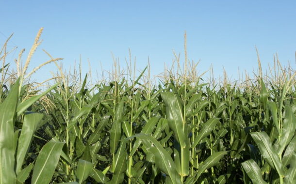 José Manuel Fernandes anuncia “aumento brutal” nos apoios aos jovens agricultores