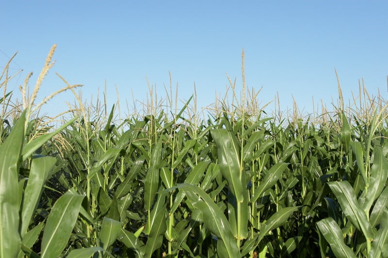 José Manuel Fernandes anuncia “aumento brutal” nos apoios aos jovens agricultores