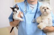 Aprovados 14,5 milhões para recolha, esterilização e bem-estar animal