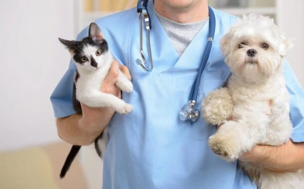 Aprovados 14,5 milhões para recolha, esterilização e bem-estar animal