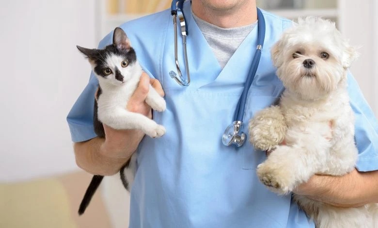 Aprovados 14,5 milhões para recolha, esterilização e bem-estar animal