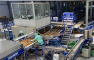 Empresa de Guimarães vende cinco mil toneladas de kiwis à Mercadona