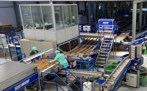 Empresa de Guimarães vende cinco mil toneladas de kiwis à Mercadona