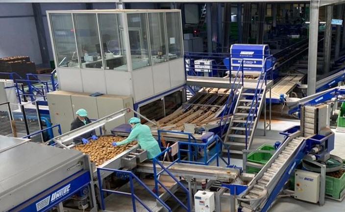 Empresa de Guimarães vende cinco mil toneladas de kiwis à Mercadona