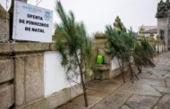 Câmara de Barcelos oferece Pinheirinhos de Natal