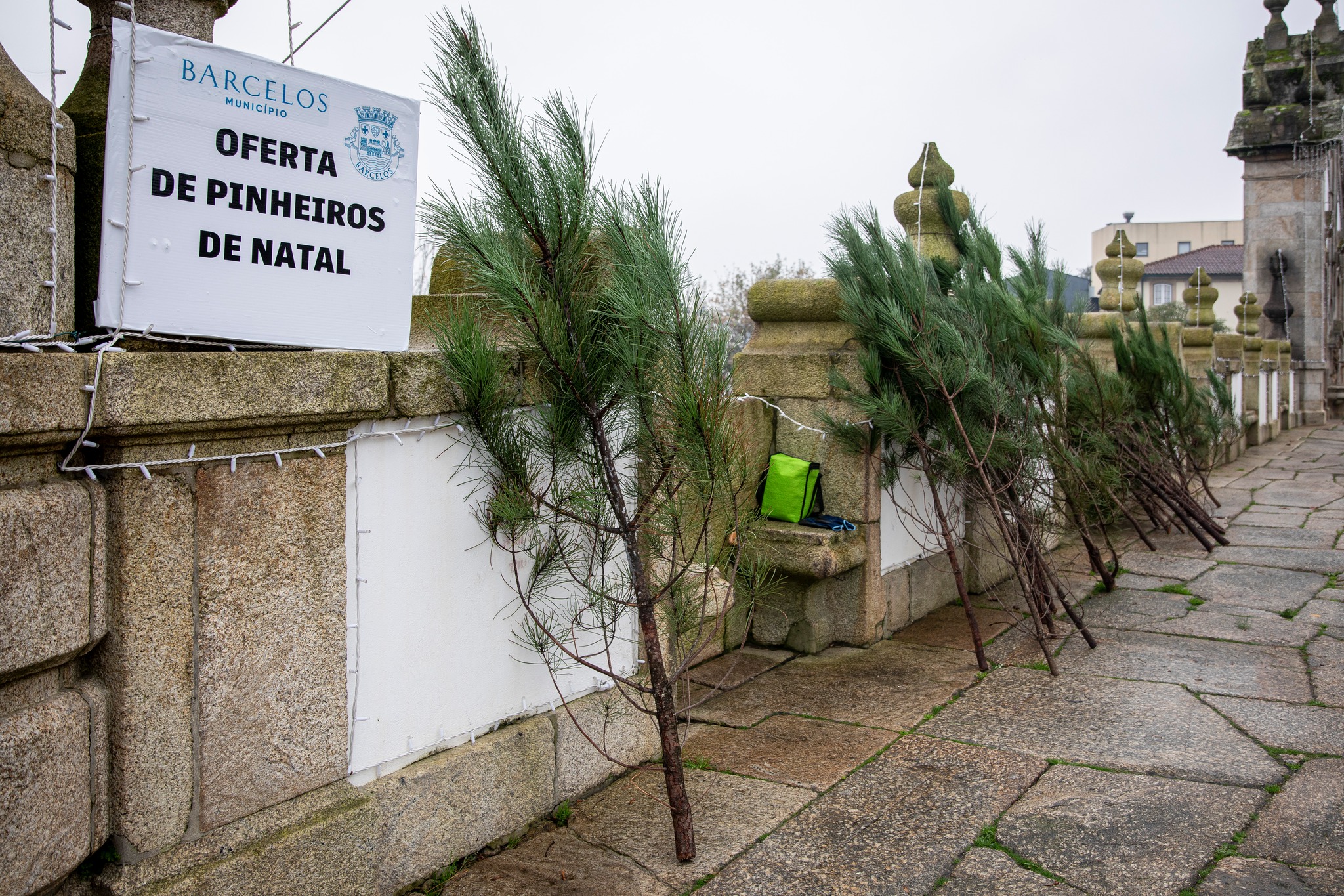 Câmara de Barcelos oferece Pinheirinhos de Natal
