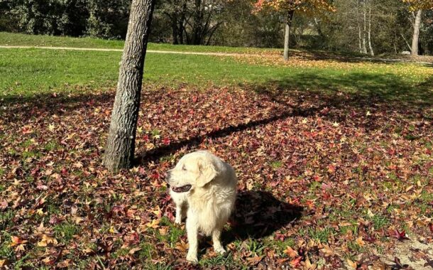 Serviços municipais da Póvoa de Lanhoso restituíram aos donos 31 animais este ano