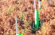 Valença planta 100 mil árvores autóctones