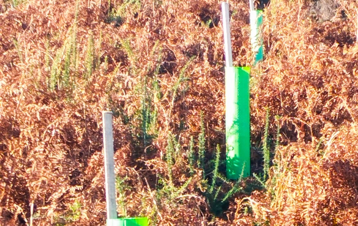 Valença planta 100 mil árvores autóctones