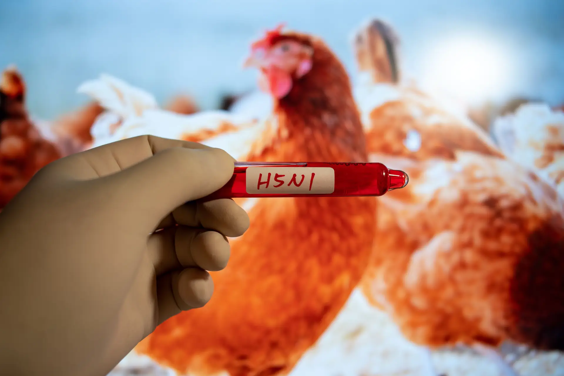Gripe das aves. Hong Kong e Macau proíbem importação de frango de Lisboa