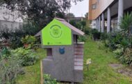 Guimarães coloca 20 abrigos para gatos de rua