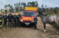Bombeiros salvam cavalo que caiu ao rio Cávado em Barcelos