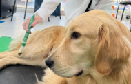 Braga lança plataforma digital de aconselhamento em saúde animal
