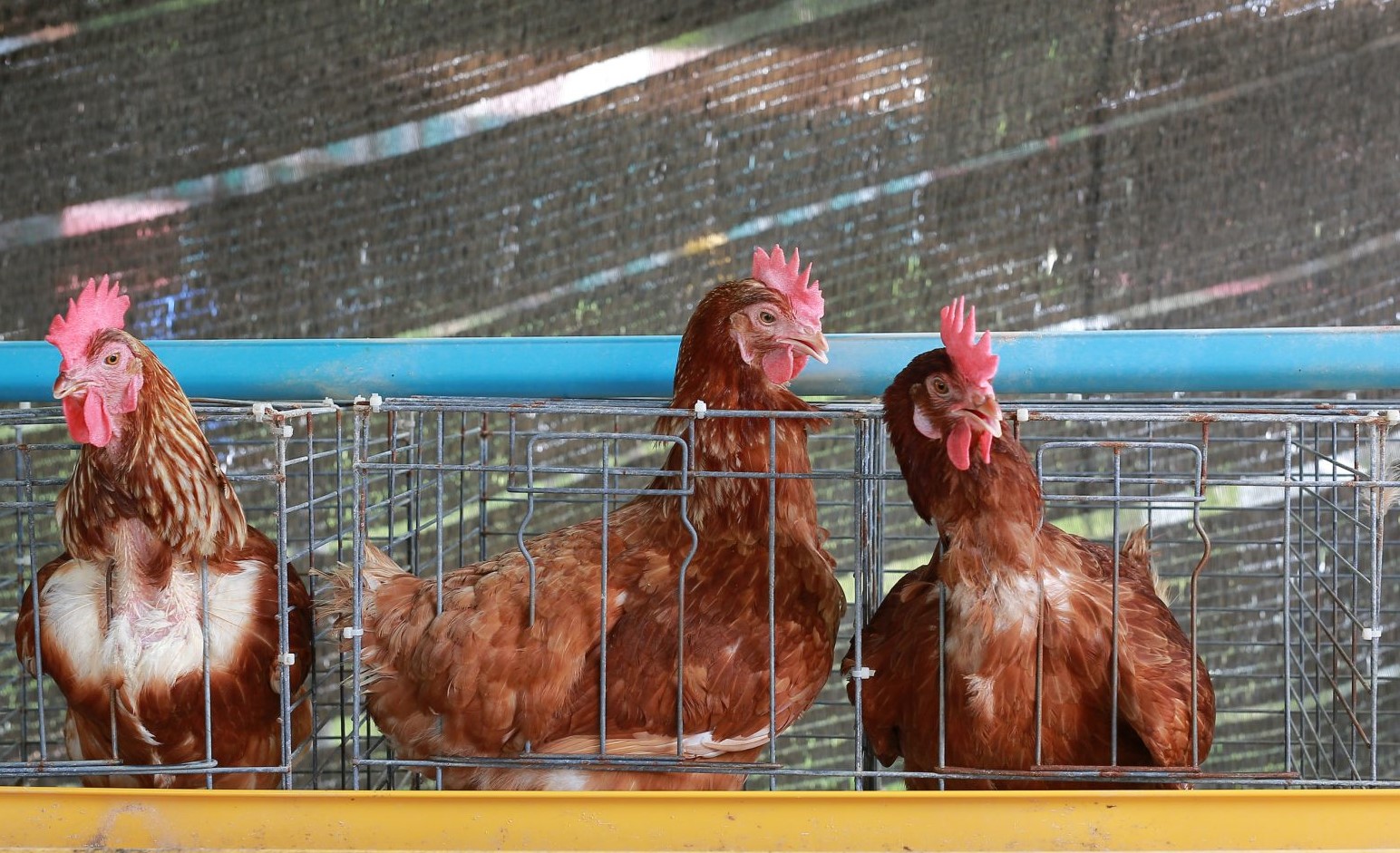 José Manuel Fernandes revela que Portugal tem nove focos de gripe das aves