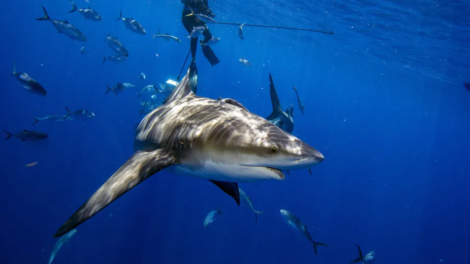 Turista tentou tirar foto com tubarão e acabou sem mãos