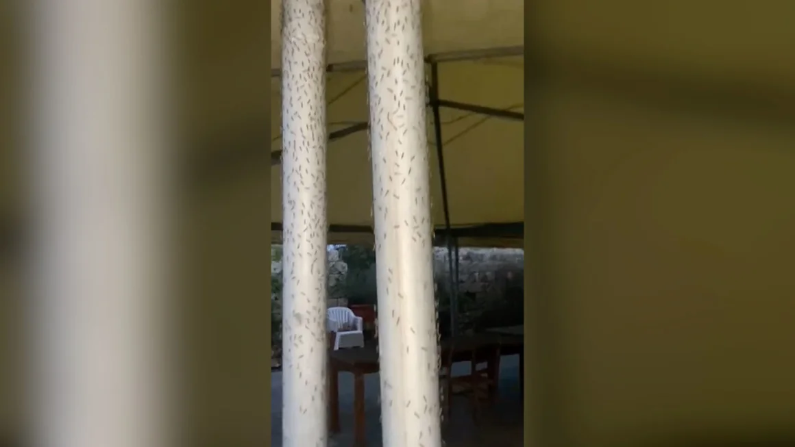 Cidade italiana pede declaração de estado de emergência devido a invasão de mosquitos