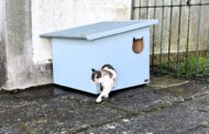 Boas notícias para gatos. Câmara de Valença coloca 20 ‘casas’ na cidade