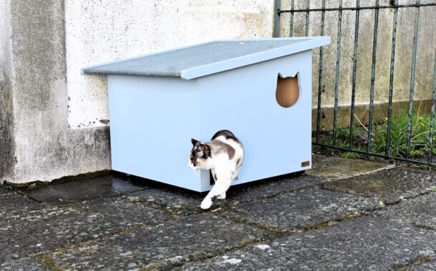 Boas notícias para gatos. Câmara de Valença coloca 20 ‘casas’ na cidade