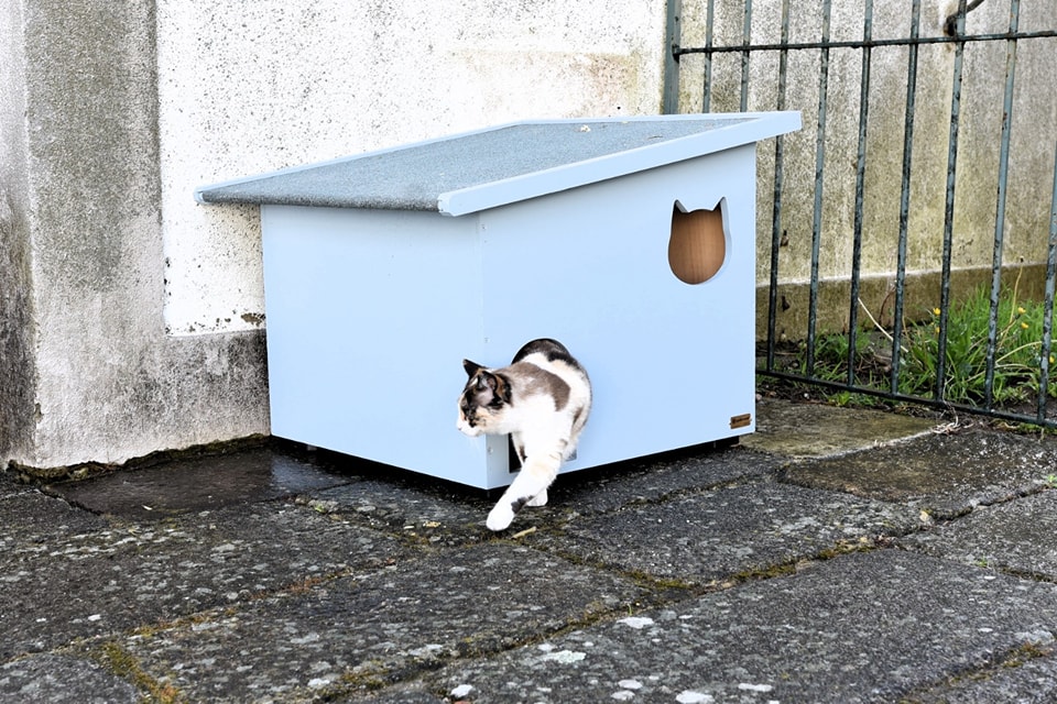 Boas notícias para gatos. Câmara de Valença coloca 20 ‘casas’ na cidade