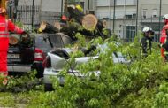 Queda de árvore de grande porte destrói dois carros em Famalicão