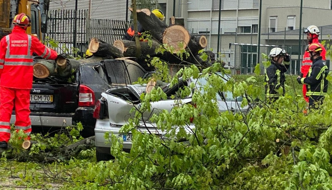 Queda de árvore de grande porte destrói dois carros em Famalicão