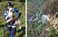 Equipa de resgate do CROA de Famalicão salva animal após queda de três metros