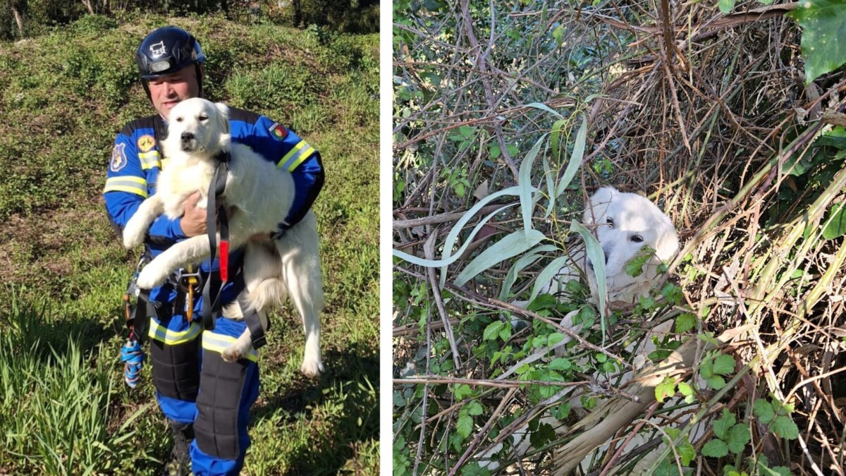 Equipa de resgate do CROA de Famalicão salva animal após queda de três metros