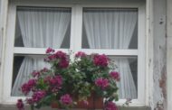 Inscrições abertas. Braga volta a florir ruas do centro histórico