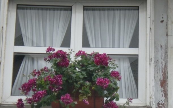 Inscrições abertas. Braga volta a florir ruas do centro histórico