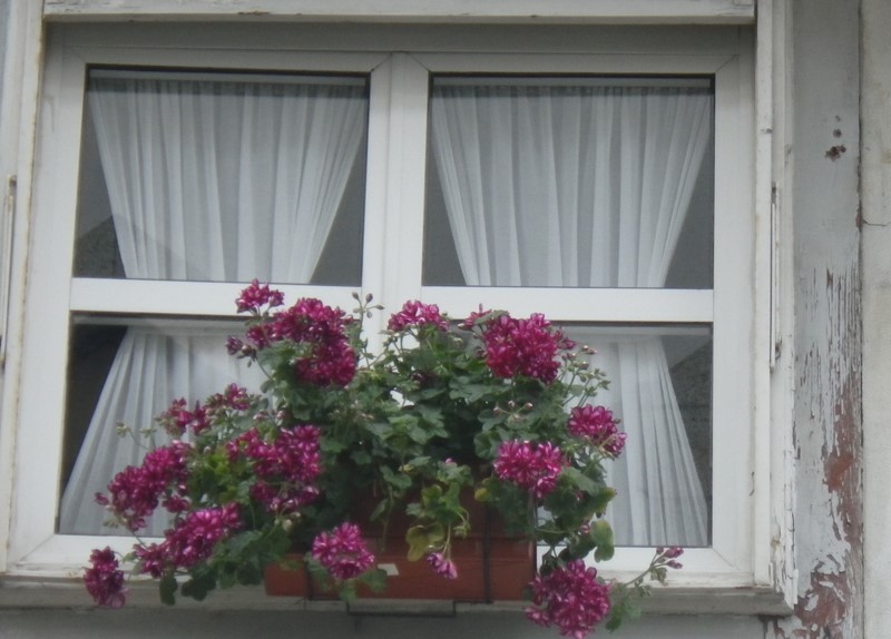 Inscrições abertas. Braga volta a florir ruas do centro histórico