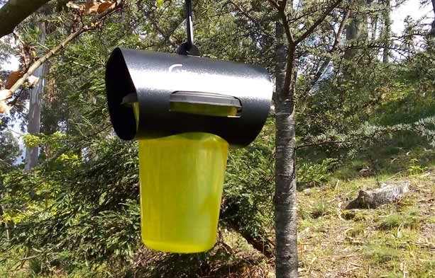 Esposende instala mais uma centena de armadilhas para vespa asiática