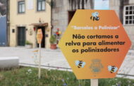 ‘Barcelos Poliniza’ alimenta abelhas e borboletas até final de verão