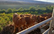 Politécnico de Viana do Castelo vence Prémio ‘Mais a Norte’ com projeto Nutrir