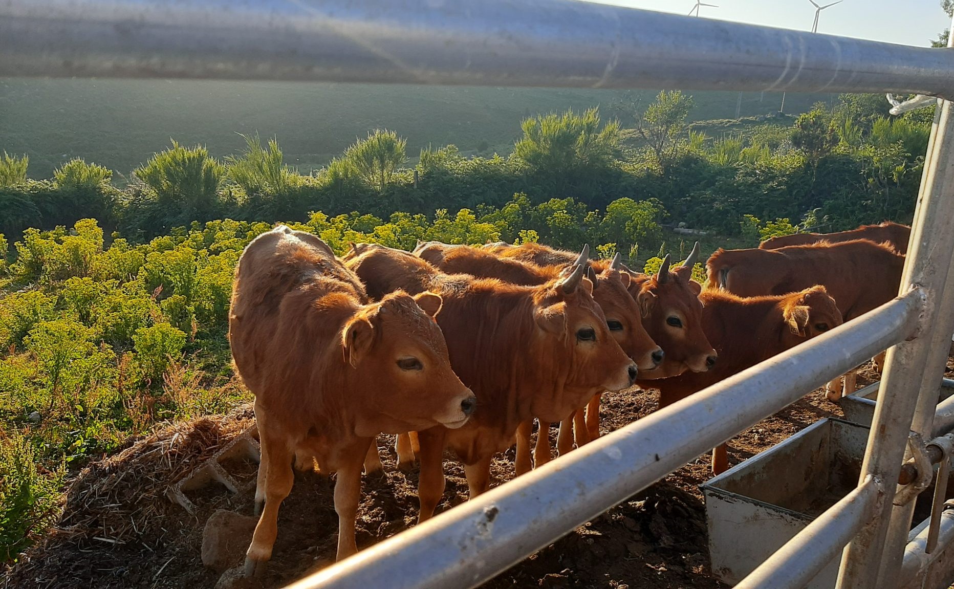 Politécnico de Viana do Castelo vence Prémio ‘Mais a Norte’ com projeto Nutrir