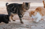 Barcelos avança com programa de esterilização de gatos errantes