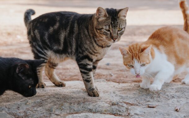 Barcelos avança com programa de esterilização de gatos errantes