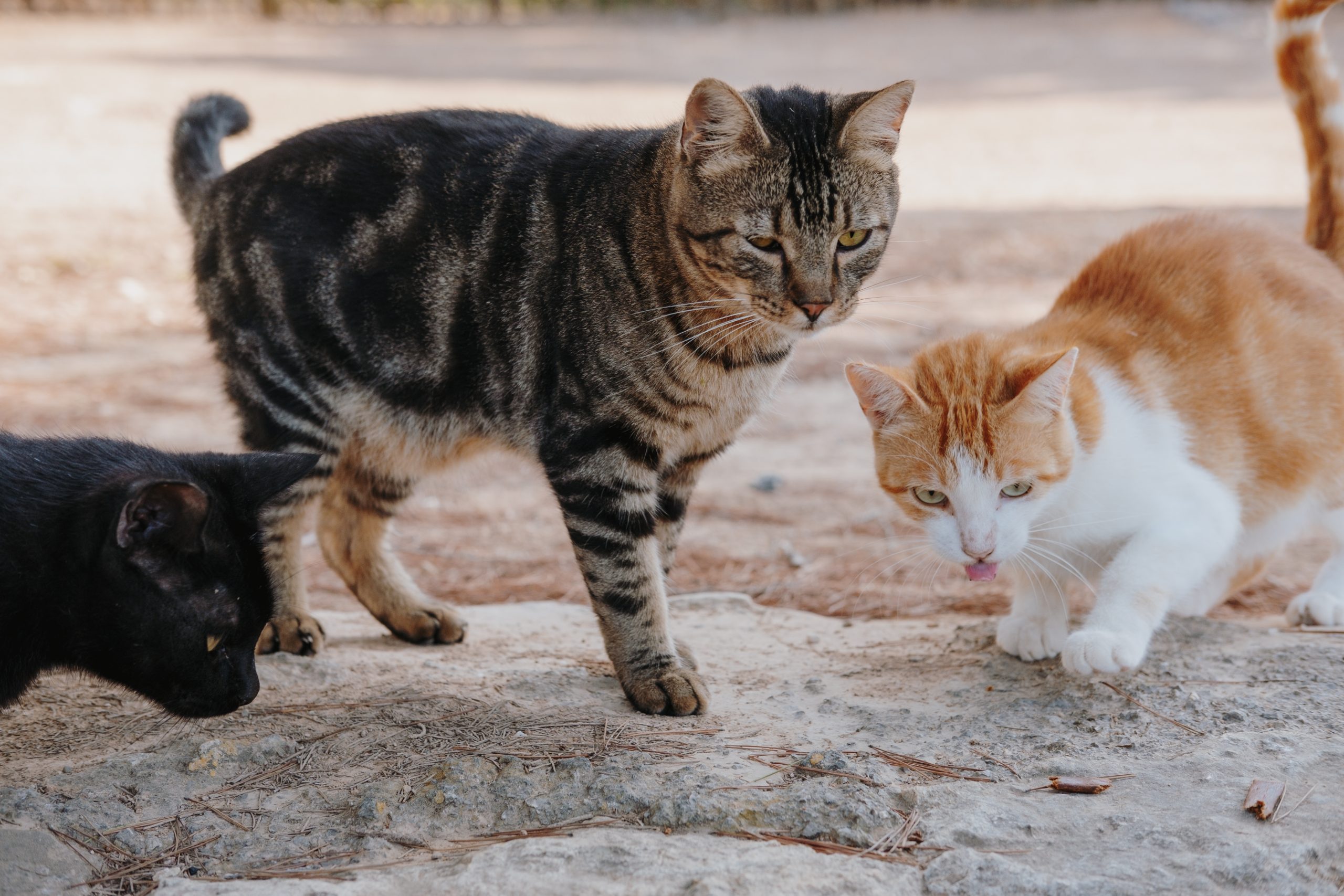 Barcelos avança com programa de esterilização de gatos errantes