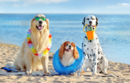 PAN quer permitir entrada de animais de companhia em todas as praias