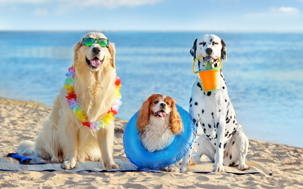 PAN quer permitir entrada de animais de companhia em todas as praias