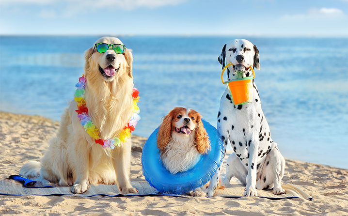 PAN quer permitir entrada de animais de companhia em todas as praias
