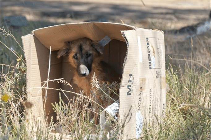Braga assinala Dia Internacional dos Animais Sem-Abrigo este sábado