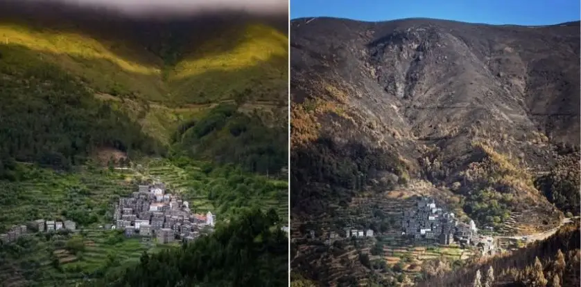 UE perde 1 milhão de hectares de floresta em mês e meio, quase o dobro da média anual em 20 anos