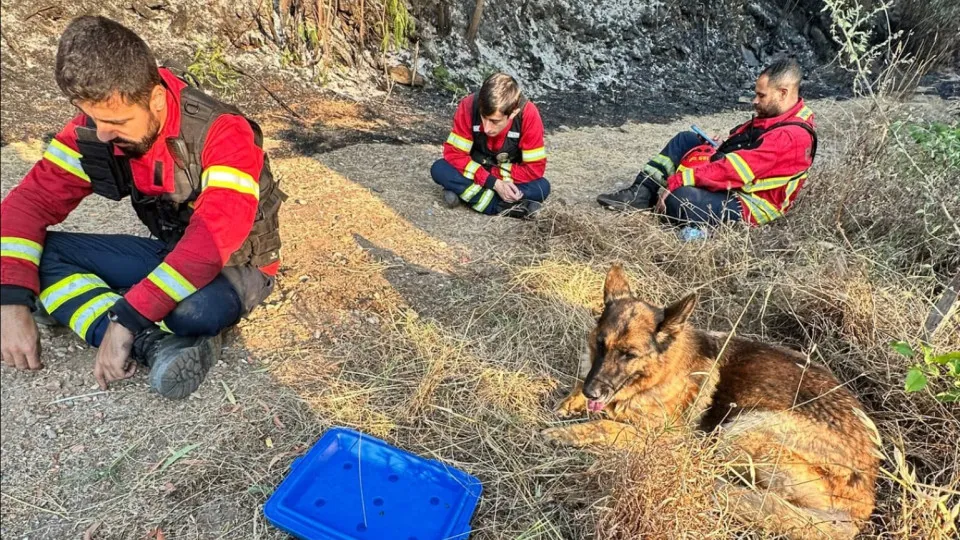 Bombeiros da Trofa salvam cão cercado pelas chamas (c/vídeo)